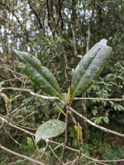 Quercus sessilifolia