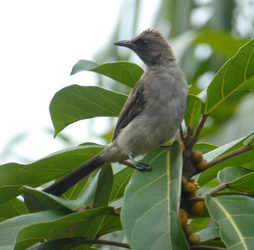 Common Bulbul