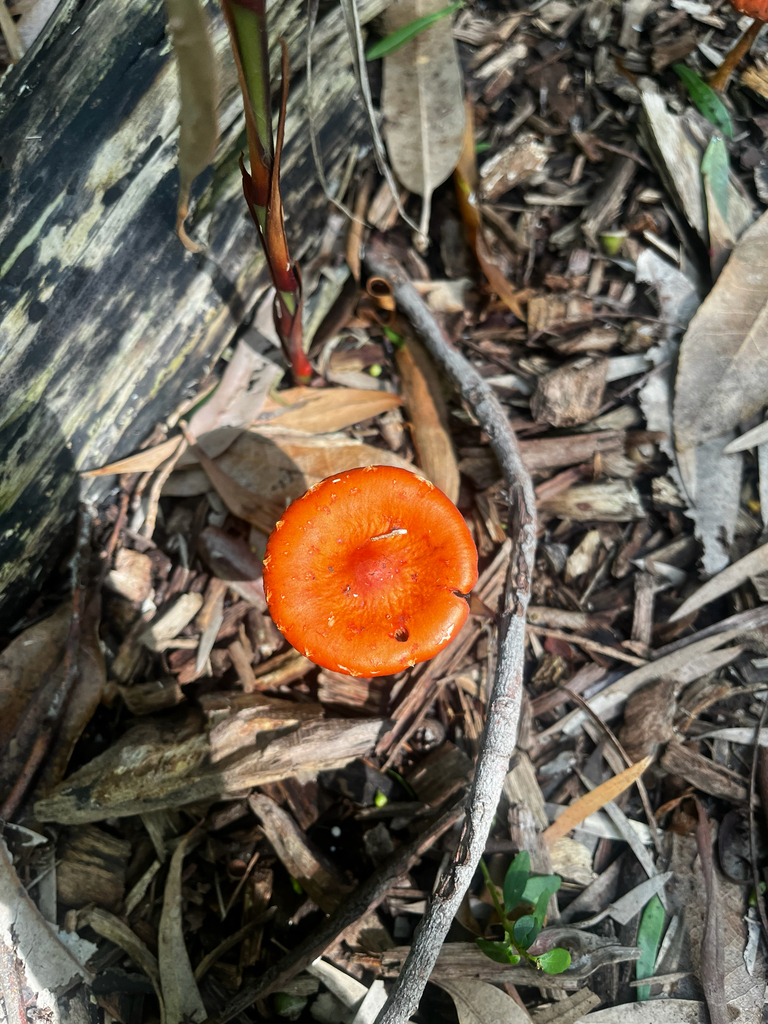 Leratiomyces ceres · March 2026 · photo: © quixel (iNaturalist, cc0)