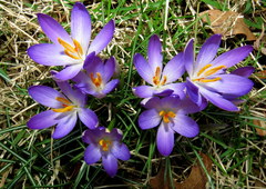 Crocus