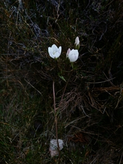 Gentianella diemensis