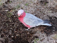 Eolophus roseicapilla