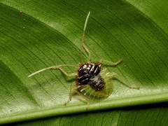 Grammedessa bugabensis