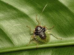 Grammedessa bugabensis