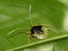 Grammedessa bugabensis