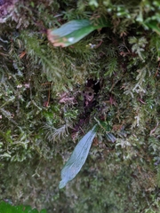 Haplopteris yakushimensis