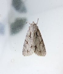 Acronicta psi