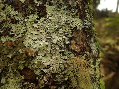 Notoparmelia testacea