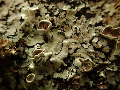 Notoparmelia testacea