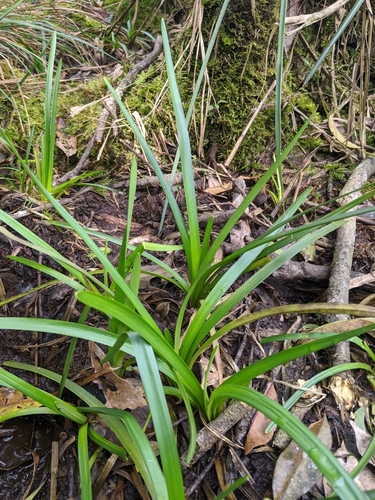 Sparganium fallax