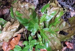 Lysichiton americanus