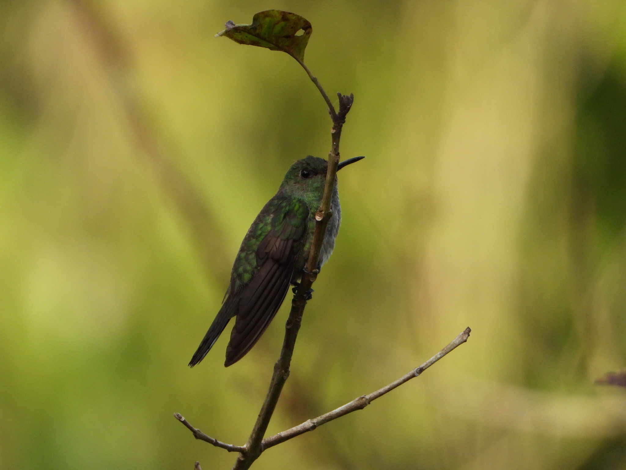 Scaly-breasted Hummingbird (Phaeochroa cuvierii), photo 9