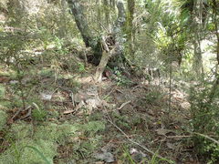 Dichelachne micrantha