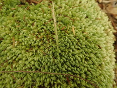 Dichelachne micrantha