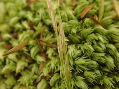 Dichelachne micrantha