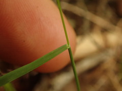 Dichelachne micrantha