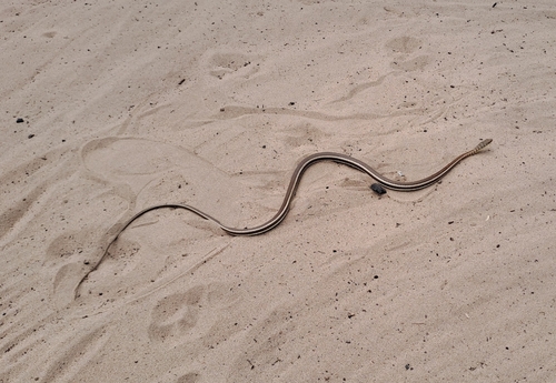 Stripe-bellied Sand Snake