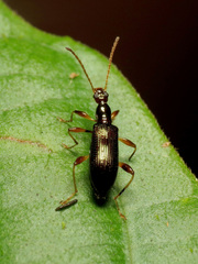 Statira