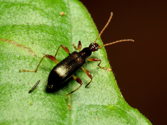 Statira