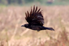 Corvus corone corone