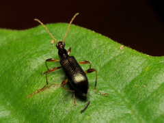Statira
