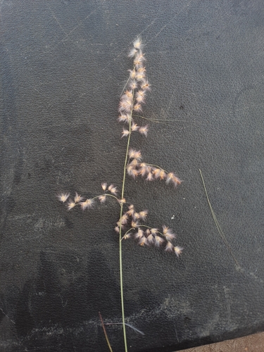 natal grass