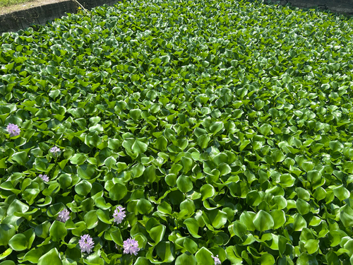 common water hyacinth