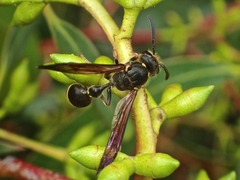 Australozethus tasmaniensis