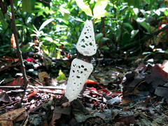 Staheliomyces cinctus