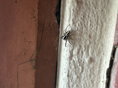 Pantropical Jumping Spider