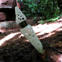 Staheliomyces cinctus