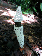 Staheliomyces cinctus