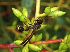 Australozethus tasmaniensis