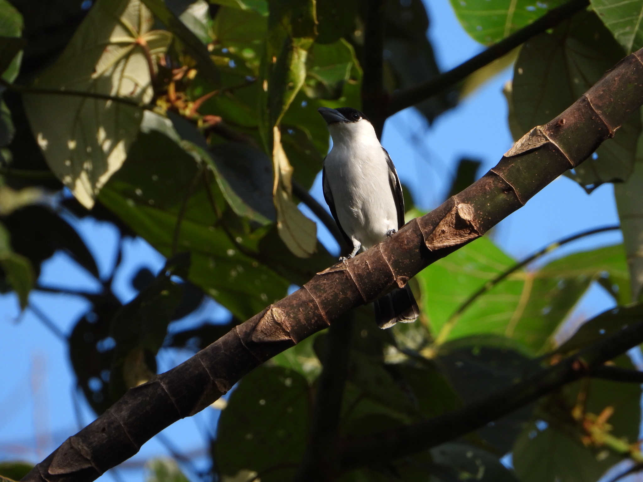 Black-crowned Tityra (Tityra inquisitor), photo 9