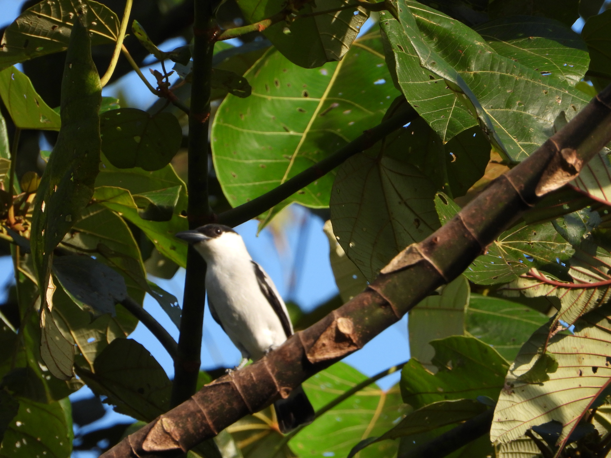Black-crowned Tityra (Tityra inquisitor), photo 10