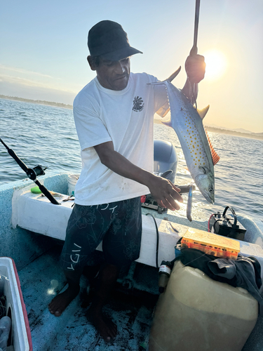 Sierra Mackerel (Scomberomorus sierra)
