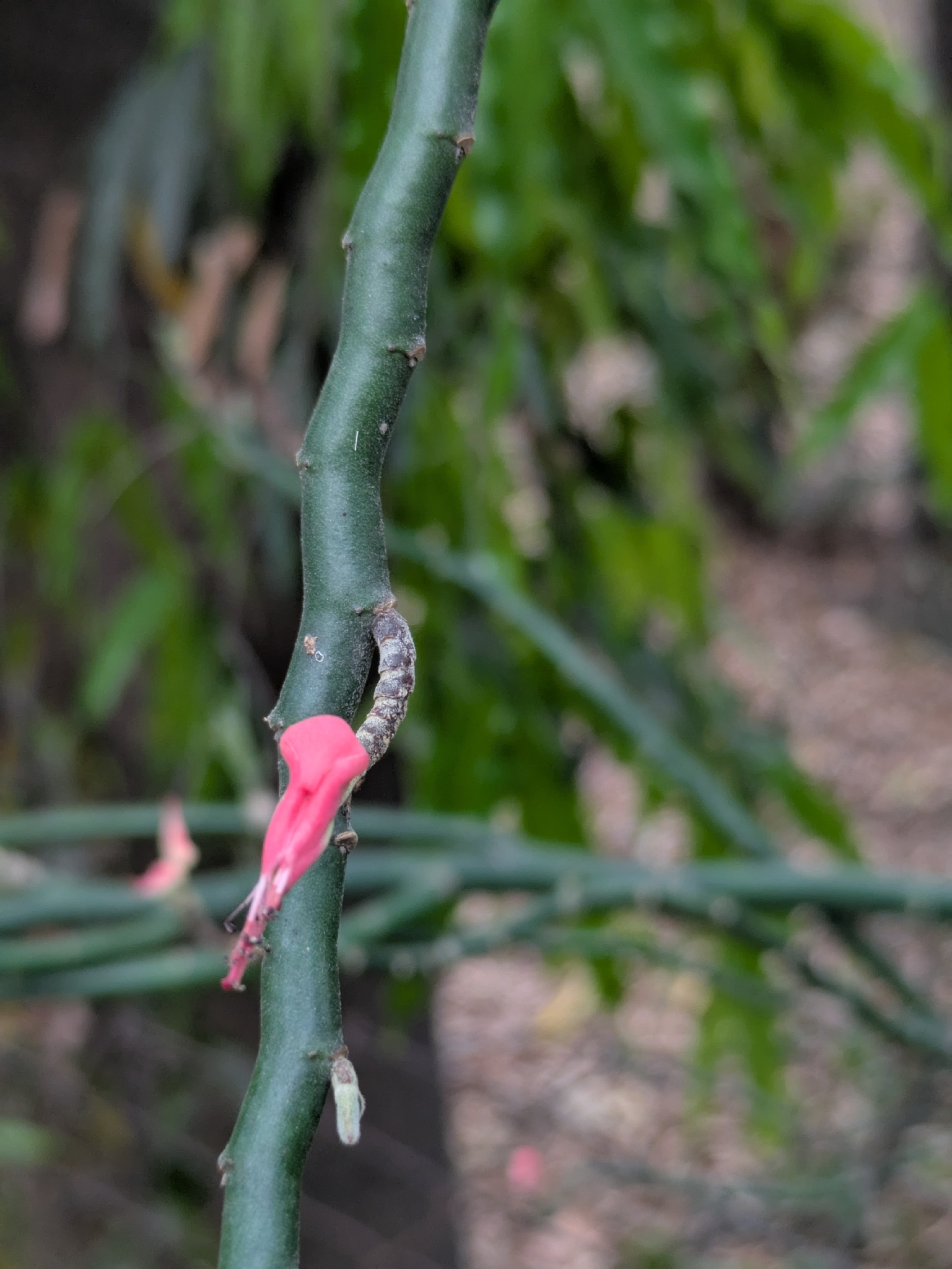 Euphorbia Tithymaloides (Euphorbia tithymaloides)