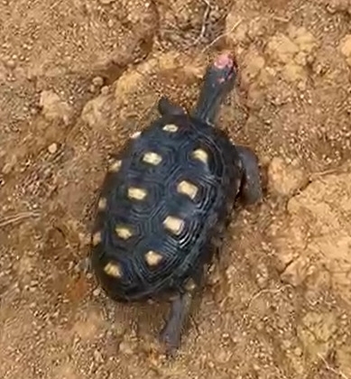 Red-footed Tortoise