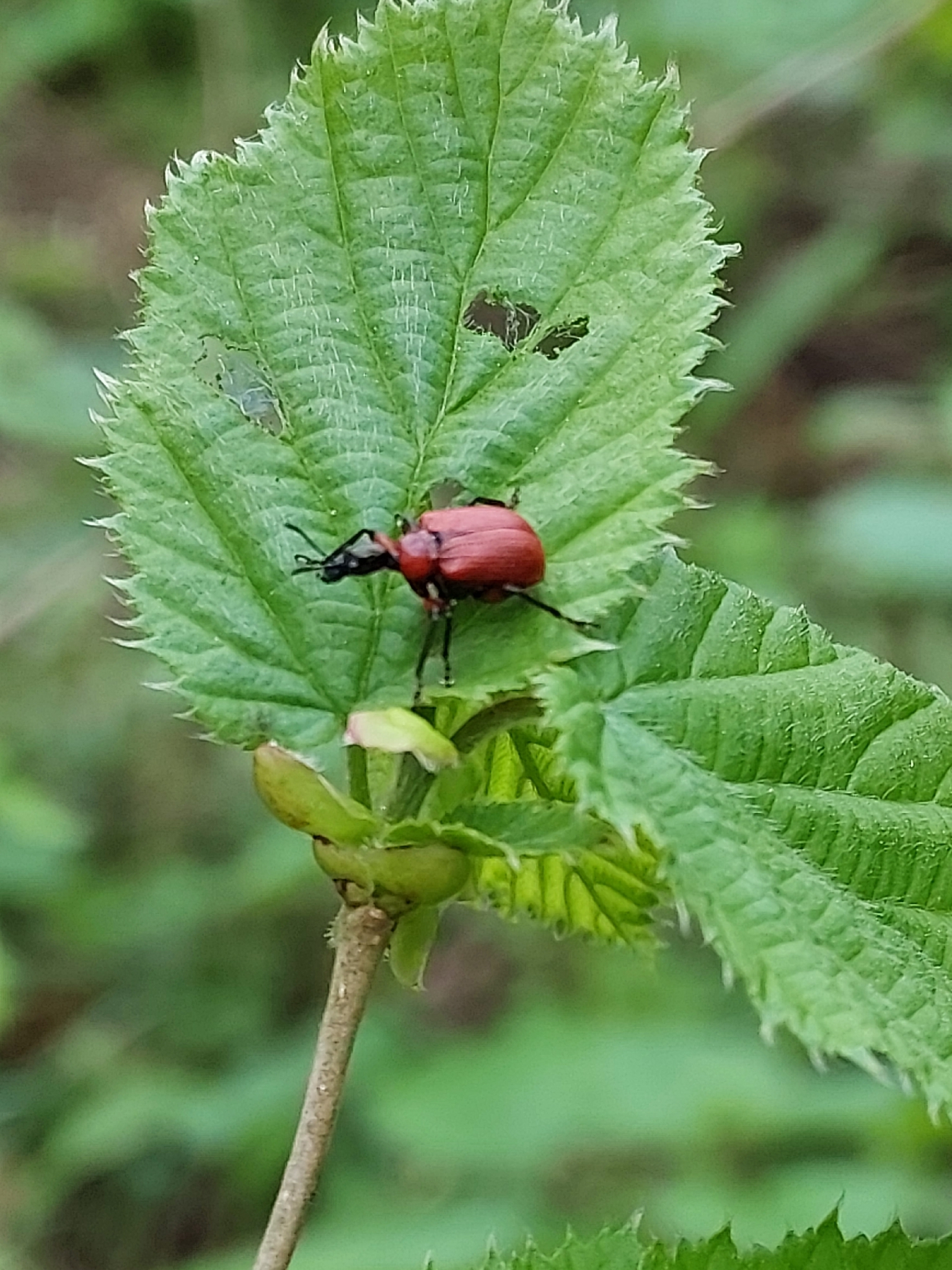 Apoderus coryli