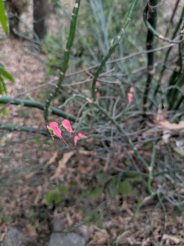 Pedilanthus articulatus (Klotzsch & Garcke) Boiss.