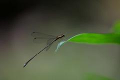 Chorismagrion risi