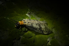 Neochauliodes sinensis