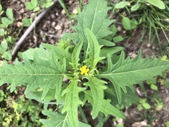 Sigesbeckia australiensis