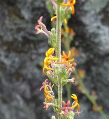 Manulea parviflora