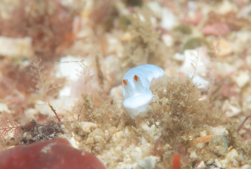 Verconia simplex