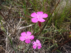Dianthus campestris