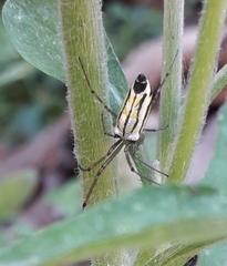 Leucauge