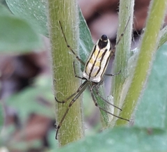 Leucauge