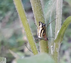 Leucauge