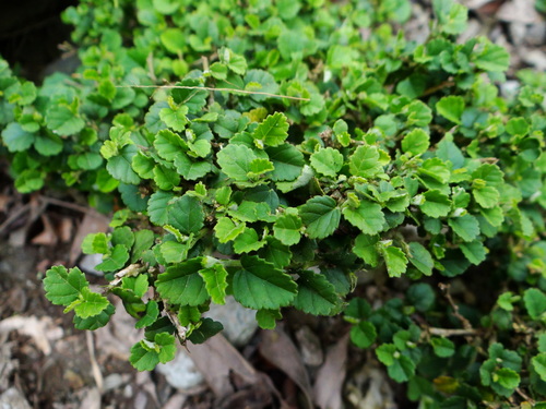 Grewia piscatorum, photograph 1